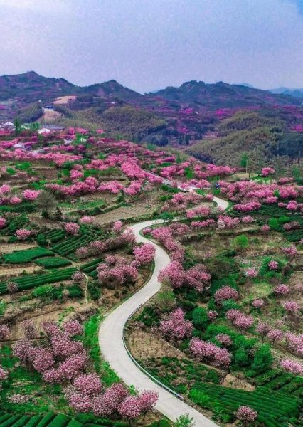 四明山悬崖村樱花赏花时间？