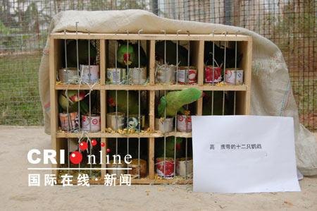 高铁托运鹦鹉多少钱？