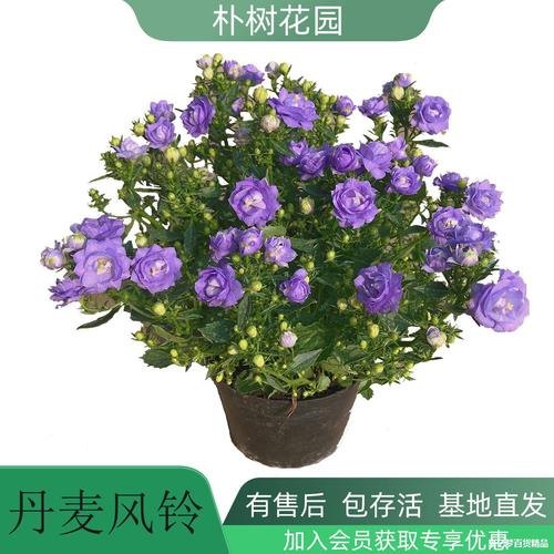 麦风铃好养吗？