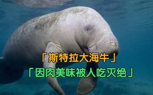 斯特拉大海牛有多少只？