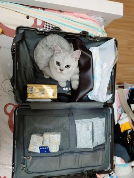 坐高铁能带猫咪吗？