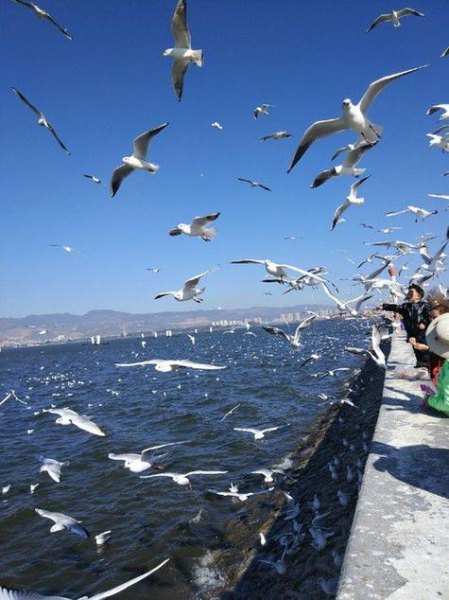 海鸥能开几年？
