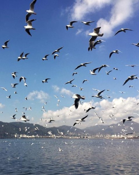 海鸥充满电需要多久？