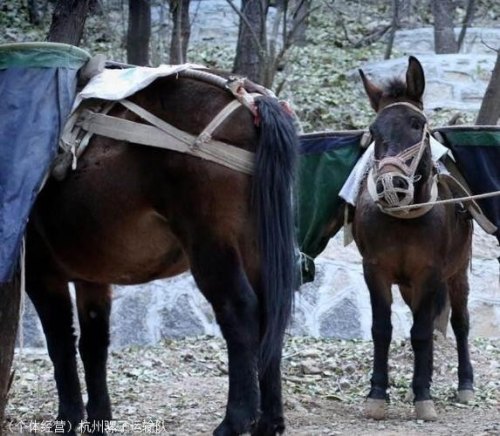 您喜欢骑驴还是喜欢骑马还是喜欢骑骡子呢？
