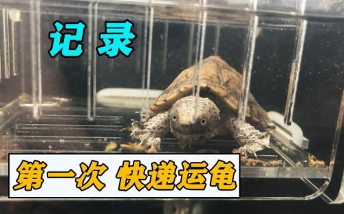 乌龟怎么邮寄？