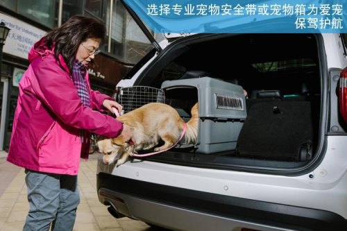 客车能带宠物吗？