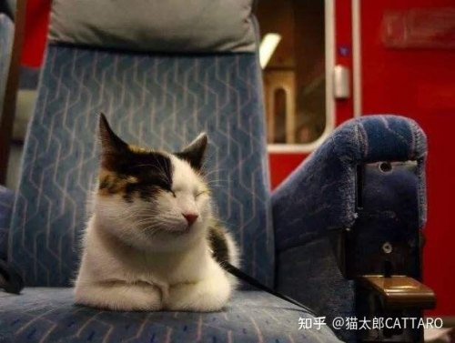坐高铁用猫包能带宠物猫吗？