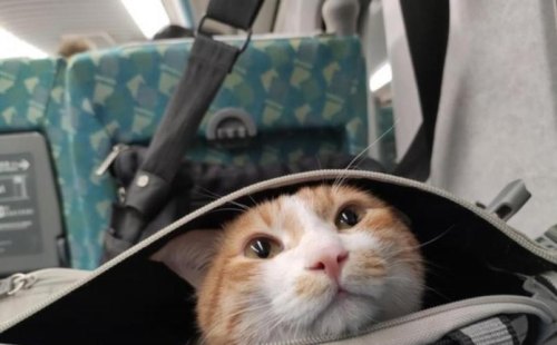 高铁带猫流程？