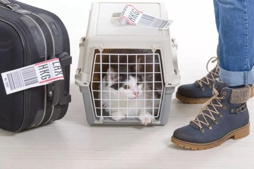 高铁可以带宠物猫和宠物狗吗？