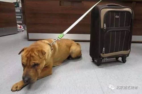 2021高铁让带宠物吗？