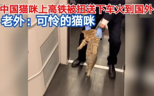 猫怎么带上高铁？