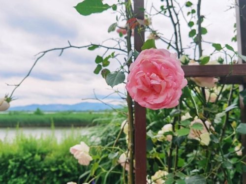 旅行途中你见过最漂亮的花在哪里？