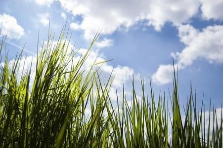 群草什么意思? 群草什么意思?