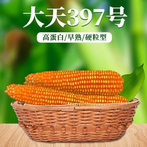 大天397玉米种介绍？