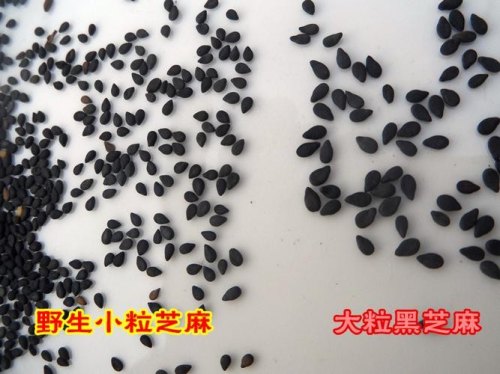 1斤芝麻多少钱？