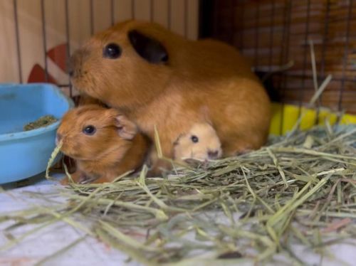 荷兰猪生宝宝了该怎么喂？