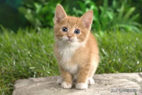 高铁禁带物品明细? 高铁禁带物品明细?