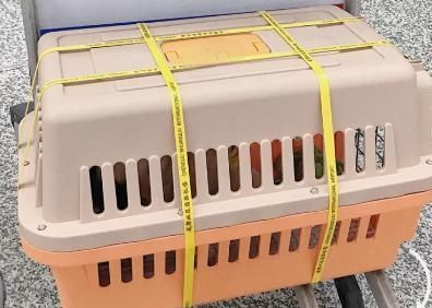 仓鼠怎么带上高铁？