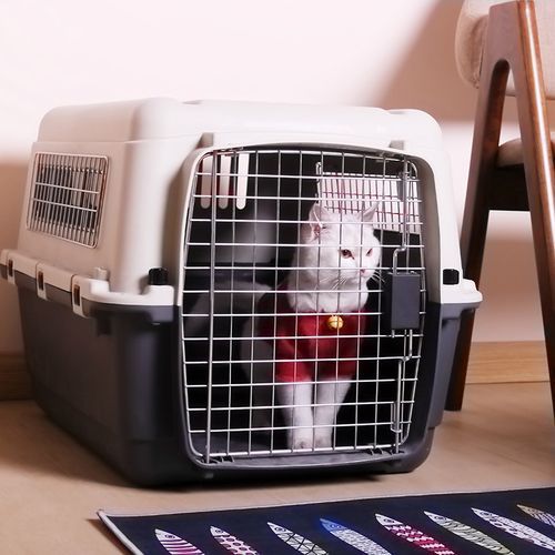 高铁猫咪怎么托运? 高铁猫咪怎么托运?