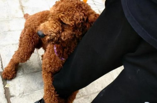 泰迪被公狗骑过后的表现？