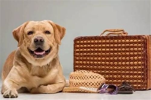 长途客运哪些客运方式可以带宠物？