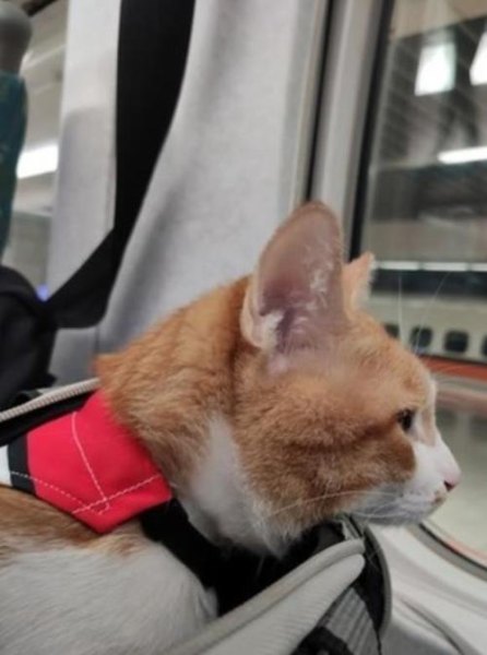 坐高铁能不能带宠物猫上车