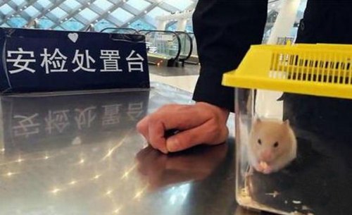 高铁可以带仓鼠吗,放包里