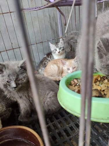 猫舍卖猫这行业为什么这么暴利? 猫舍卖猫这行业为什么这么暴利?