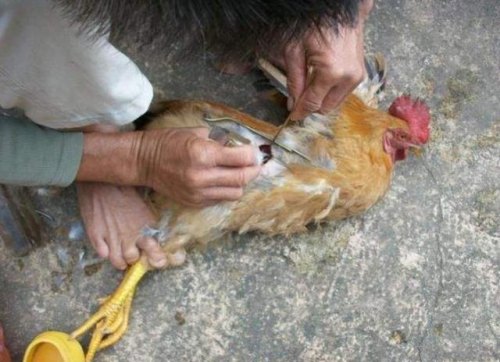 在农村，很多公鸡会被阉，被阉之后你知道有哪些好处吗？