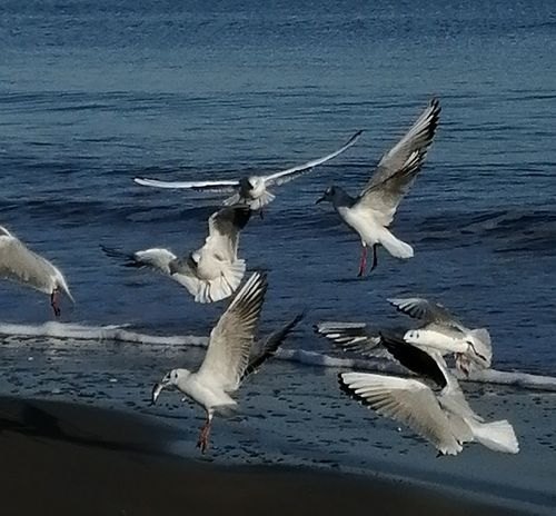 海鸥可以跑多少公里？