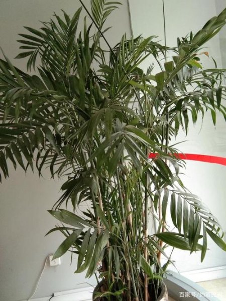凤尾竹长出像麦子的杆是什么？