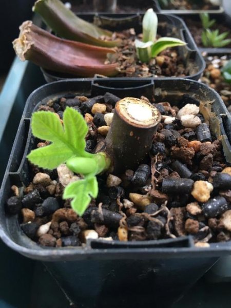 无花果刚发芽是啥样子？