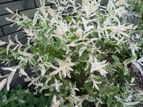 白叶植物有哪些? 白叶植物有哪些?