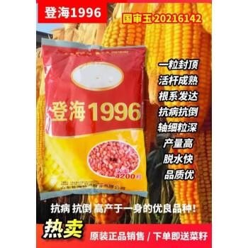 登海682玉米种品种介绍农大683？