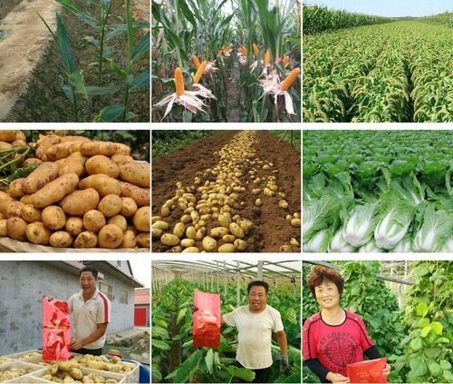 青岛主要的农作物及生长习性和特点？