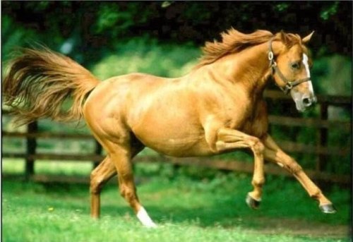 马在古代的雅称？