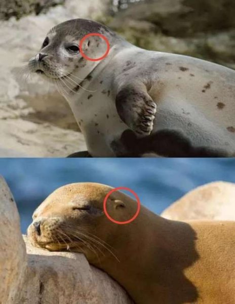 会玩皮球的是海狮还是海豹？