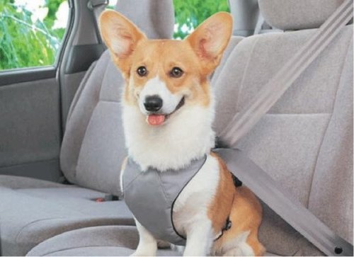 长途客车上让带宠物嘛？