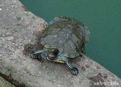 乌龟放在车里会闷死吗？