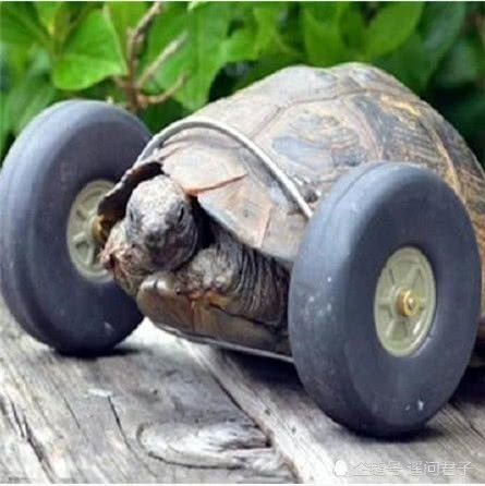 乌龟可以长时间坐车吗？