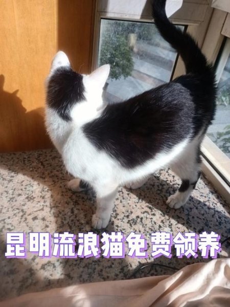 昆明客运大巴可以带猫咪吗？