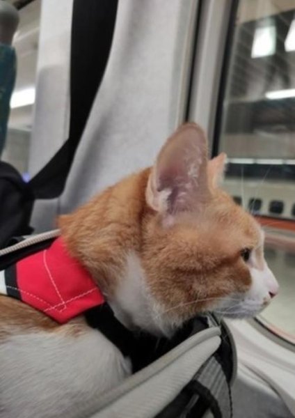 猫怎么才能带上高铁? 猫怎么才能带上高铁?