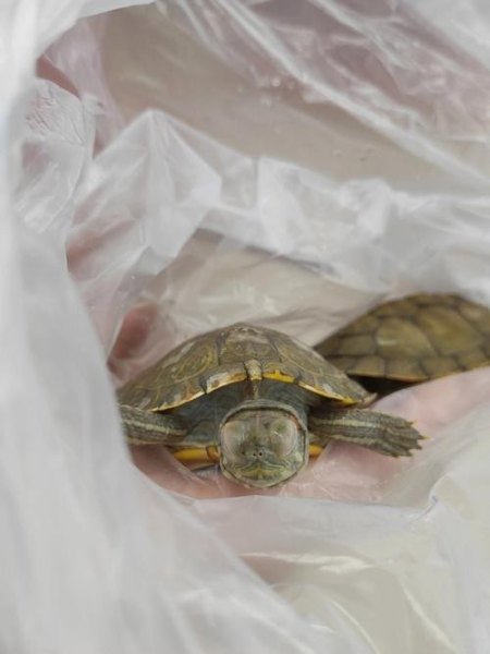 宠物乌龟怎么托运回家？
