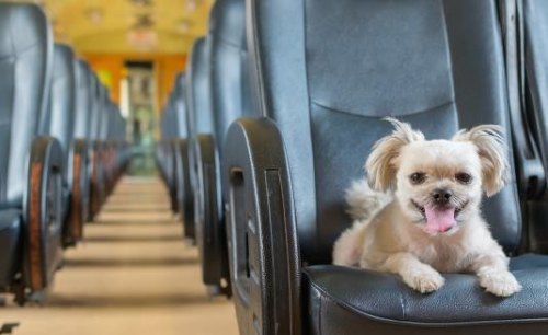 什么宠物可以上高铁？
