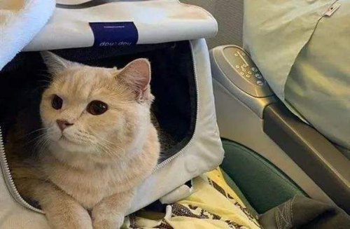 宠物猫可以带上高铁吗? 宠物猫可以带上高铁吗?