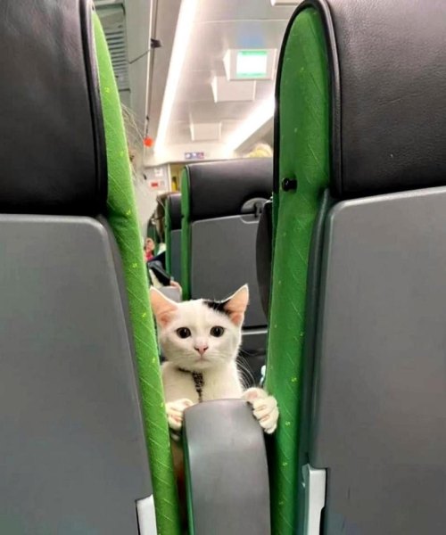 高铁上能带猫吗？