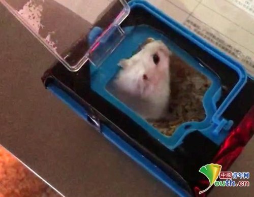 偷偷带仓鼠上高铁被发现了怎么办？