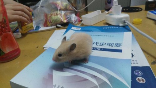 怎么把仓鼠带上高铁安检？