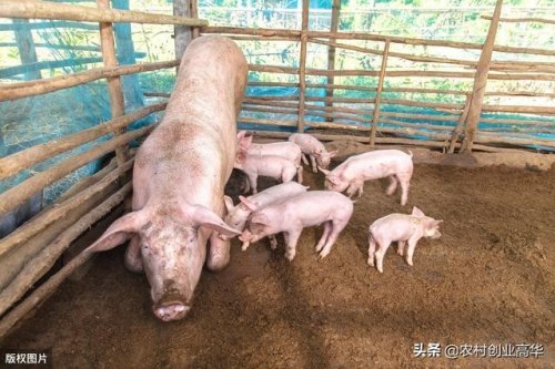 农村养殖能做共享吗？