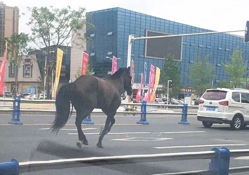 一匹脱缰野马什么意思？